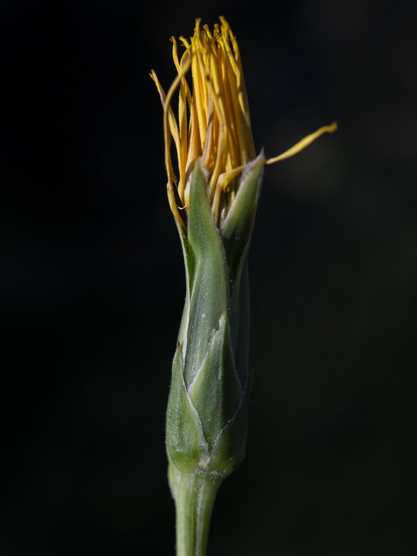 Scorzonera hispanica.24