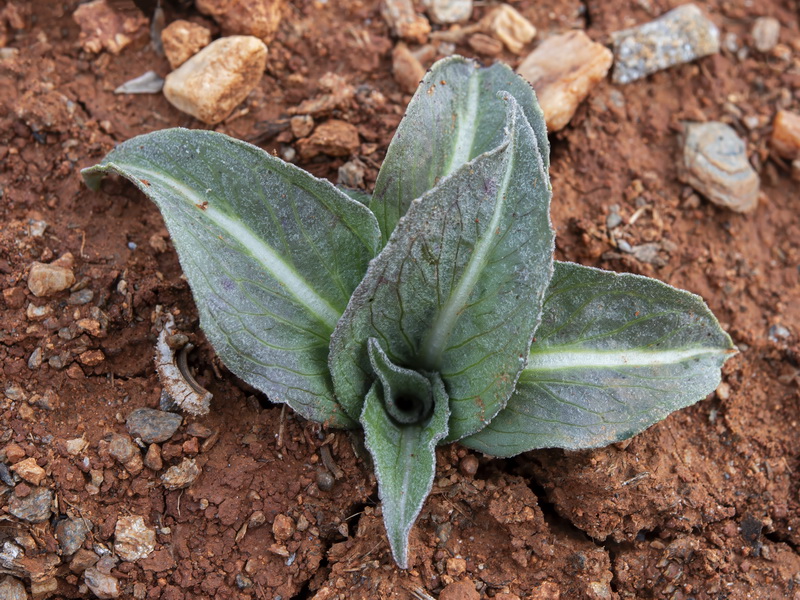 Scorzonera hispanica.05
