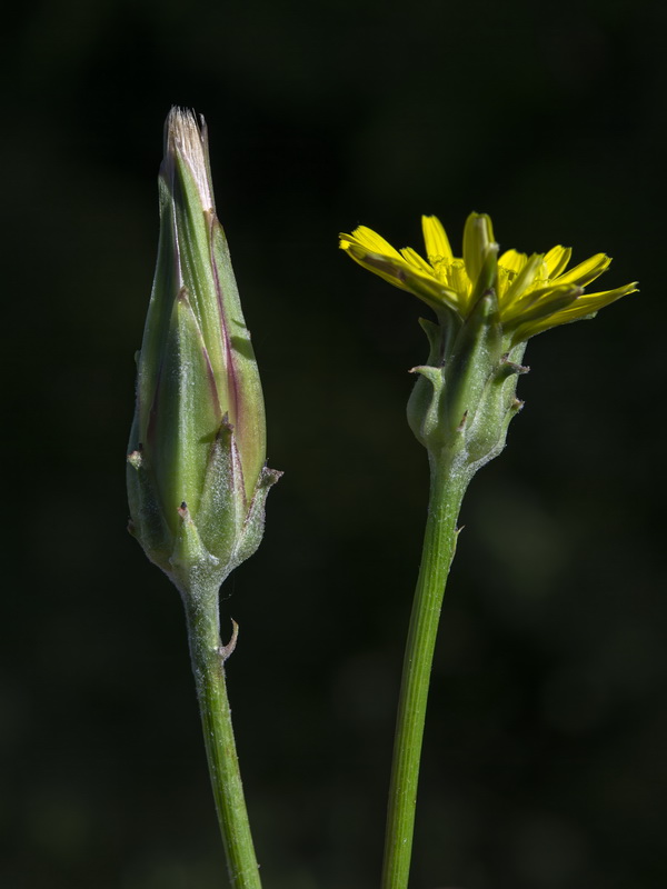 Scorzonera hispanica.27