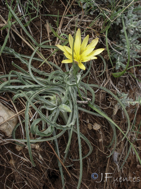 Scorzonera reverchonii.02