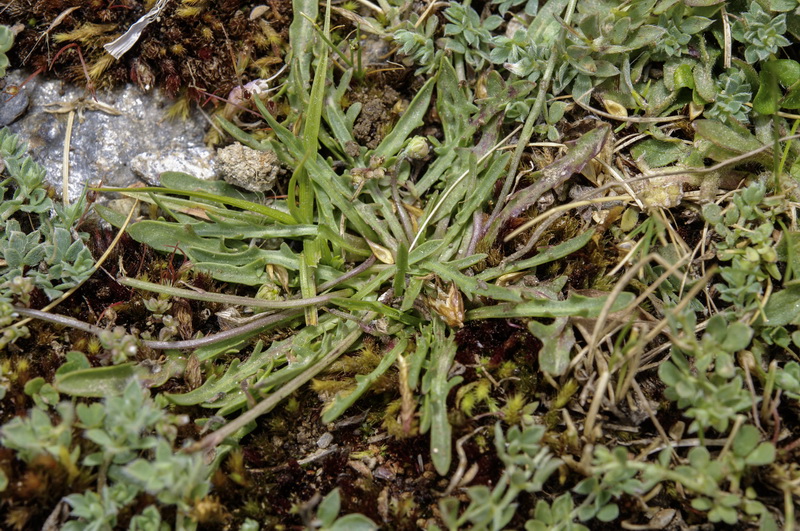 Scorzoneroides carpetana nevadensis.03