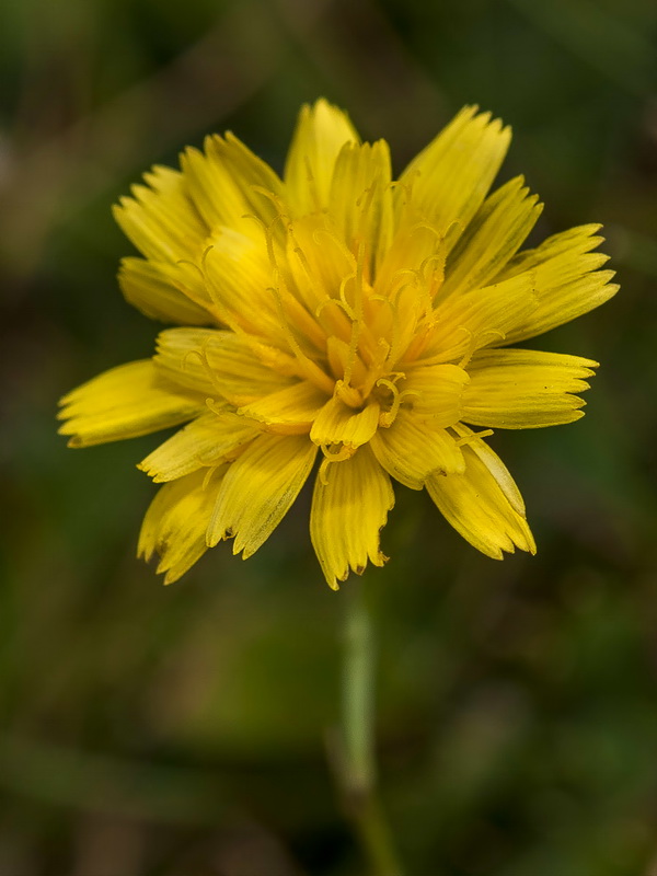 Scorzoneroides carpetana nevadensis.10