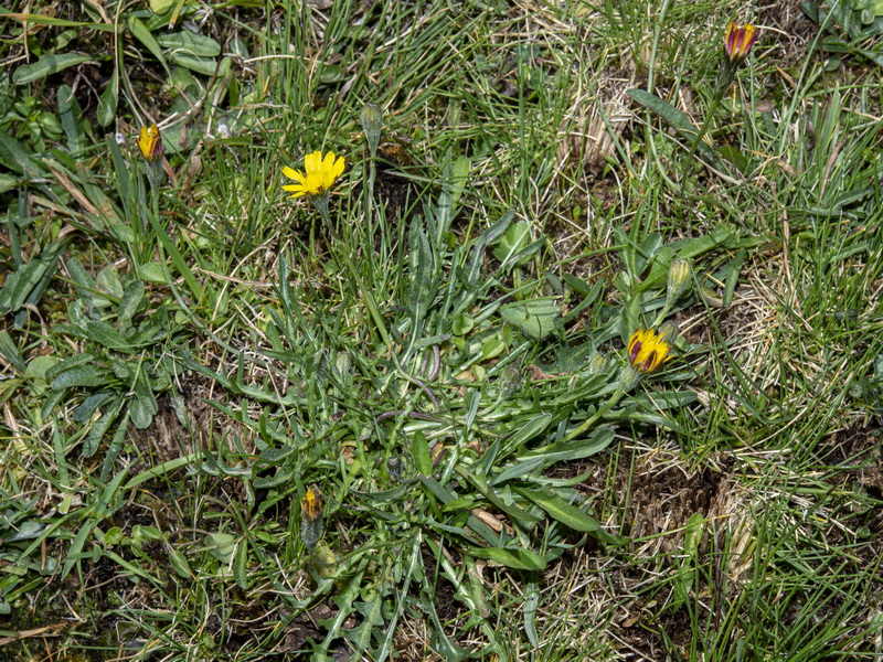 Scorzoneroides carpetana nevadensis.01