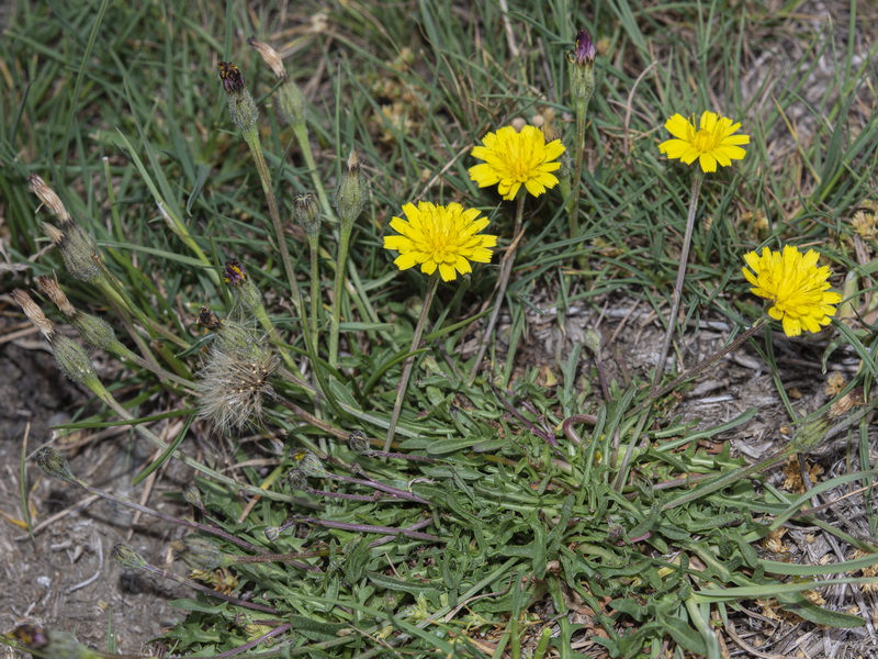Scorzoneroides carpetana nevadensis.02
