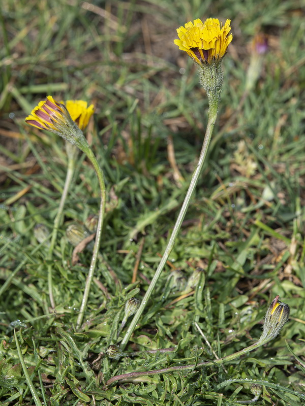 Scorzoneroides carpetanus nevadensis.01