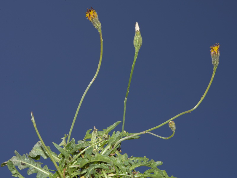 Scorzoneroides carpetanus nevadensis.06