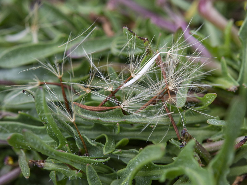 Scorzoneroides carpetana nevadensis.16
