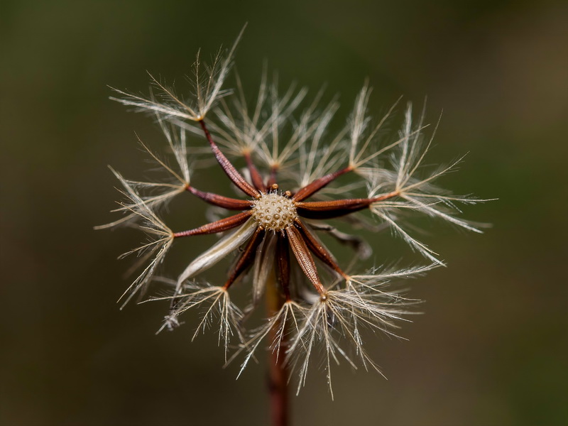 Scorzoneroides carpetana nevadensis.19