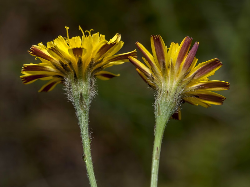 Scorzoneroides carpetana nevadensis.13