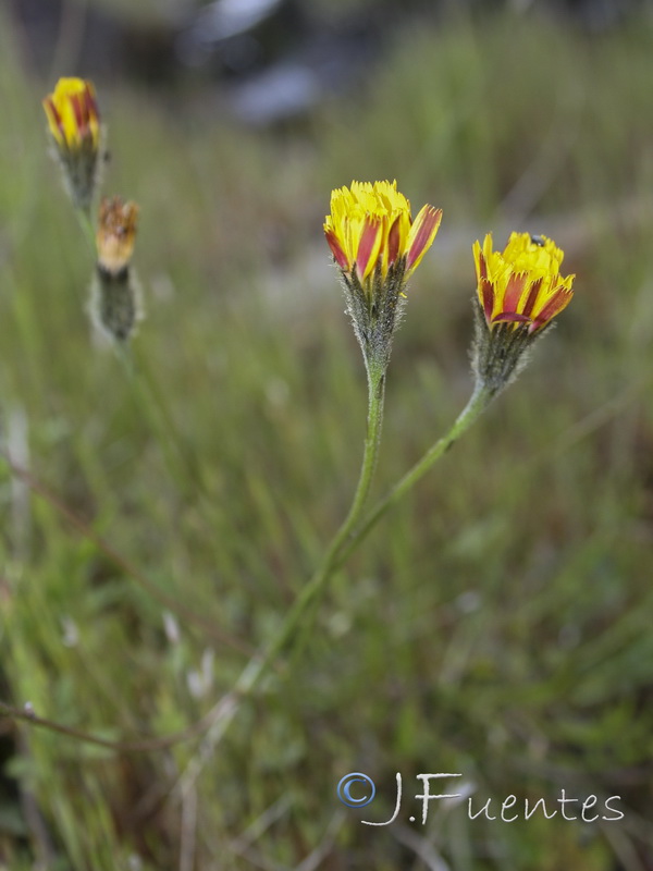 Scorzoneroides carpetanus nevadensis.10
