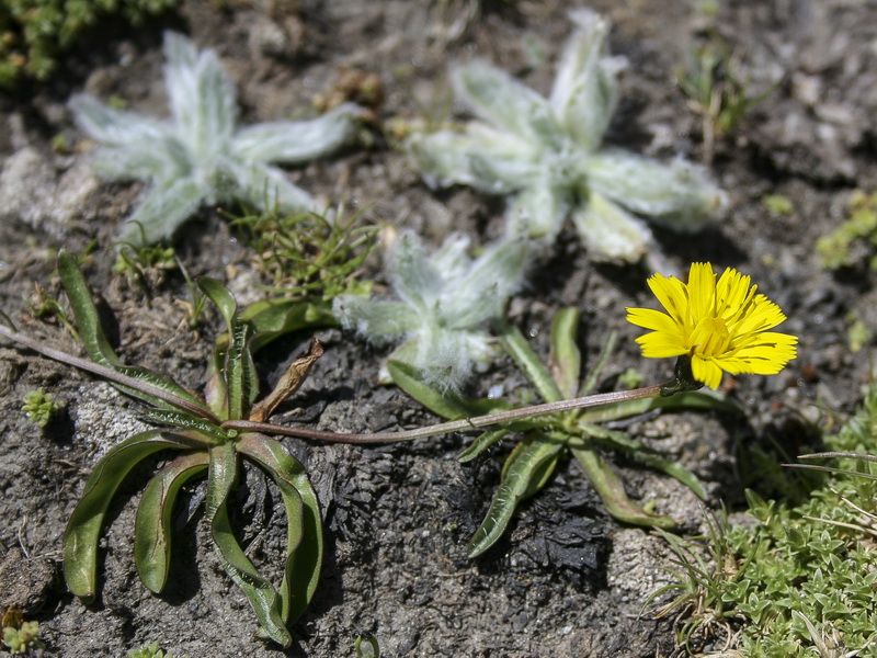 Leontodon microcephalus 1.03