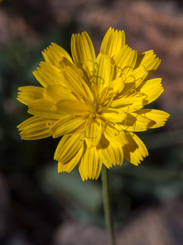 Scorzoneroides microcephala.04