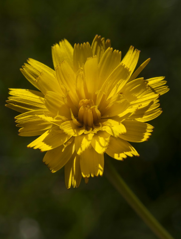 Scorzoneroides microcephala.06