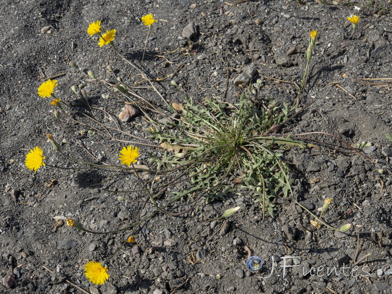 Scorzoneroides muelleri austromaroccana.01