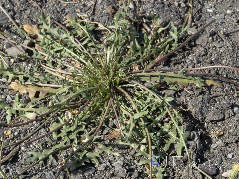 Scorzoneroides muelleri austromaroccana.02