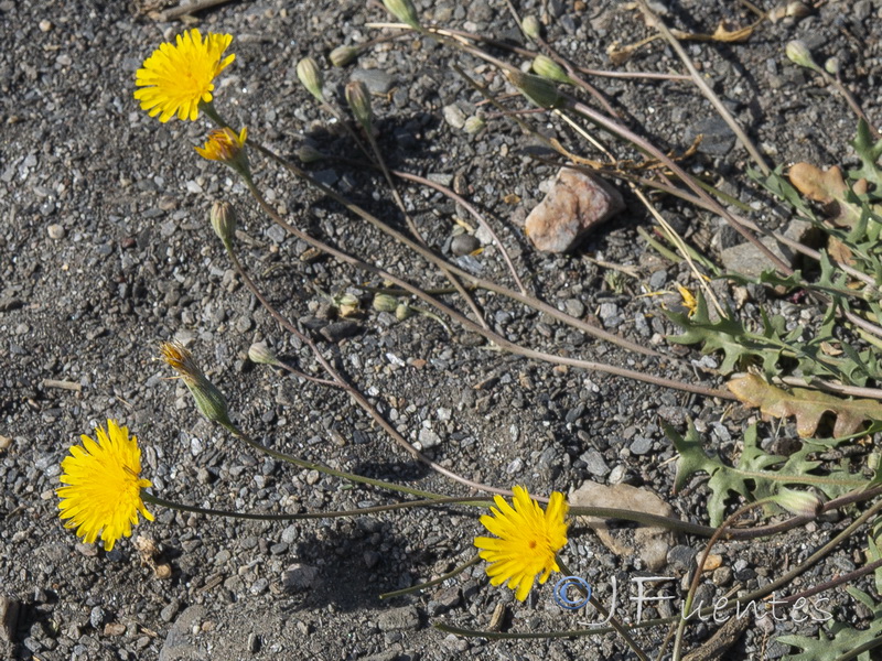 Scorzoneroides muelleri austromaroccana.03