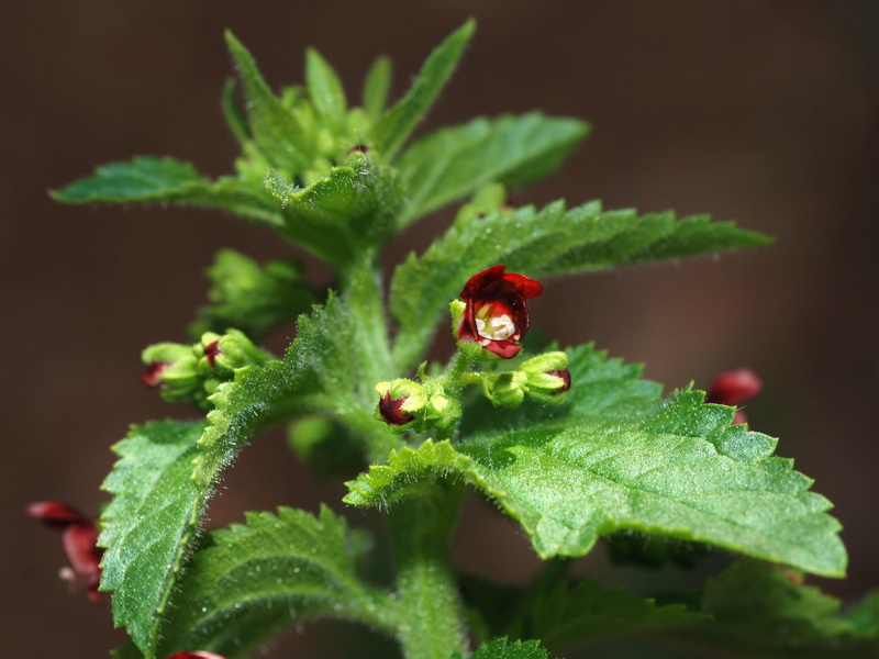 Scrophularia arguta.03