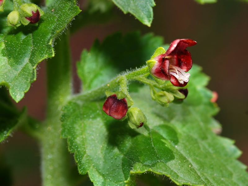 Scrophularia arguta.04