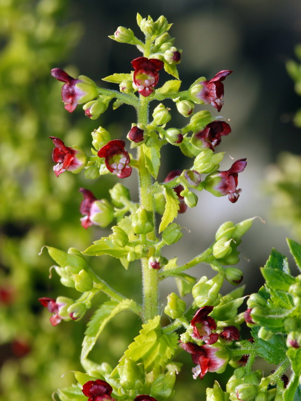 Scrophularia arguta.05