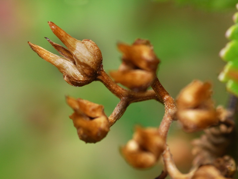 Scrophularia arguta.06