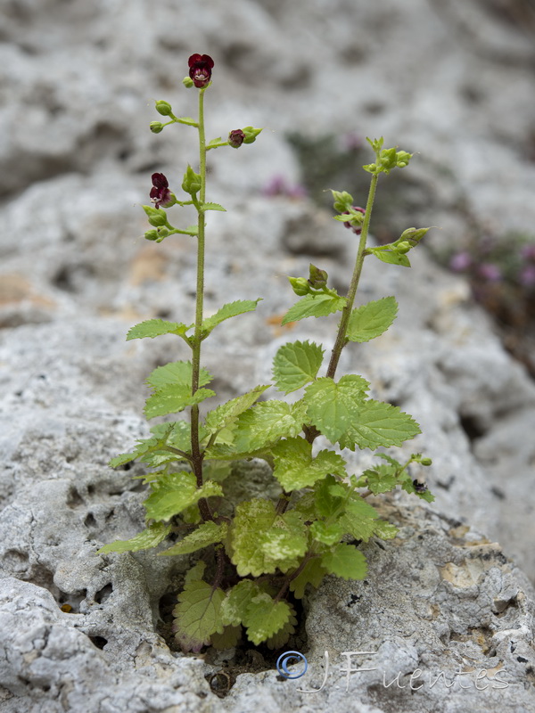 Scrophularia arguta.07