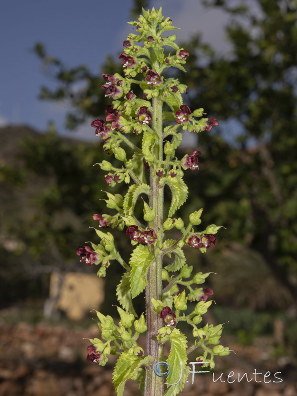 Scrophularia arguta.08