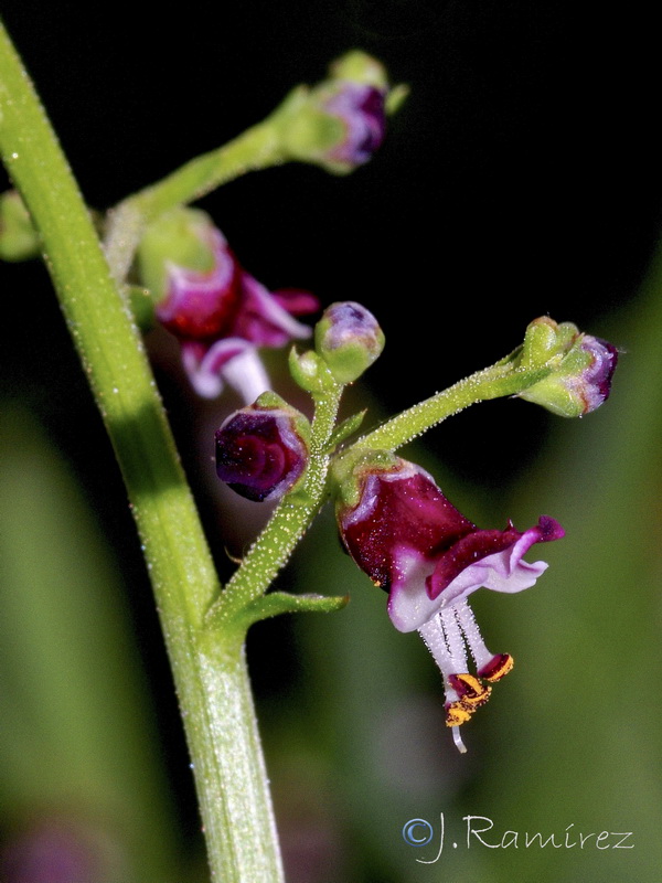 Scrophularia canina canina.04