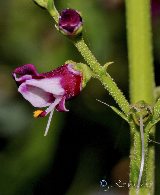 Scrophularia canina canina.05