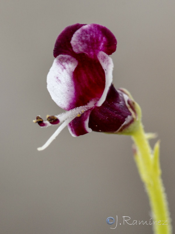 Scrophularia canina canina.06