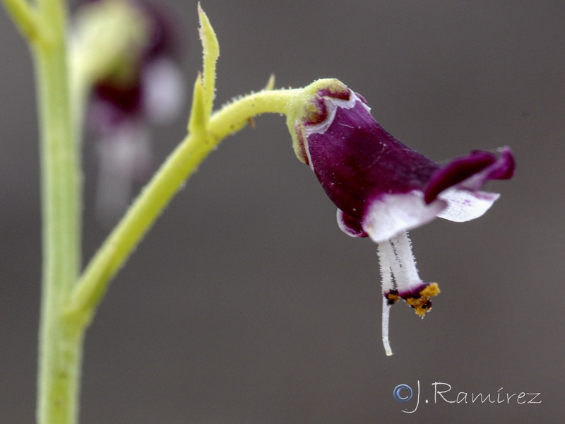 Scrophularia canina canina.07