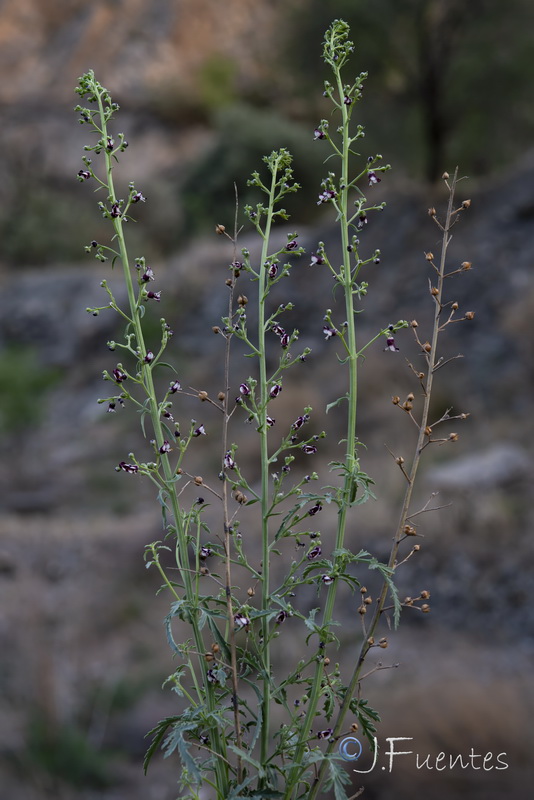Scrophularia canina canina.08