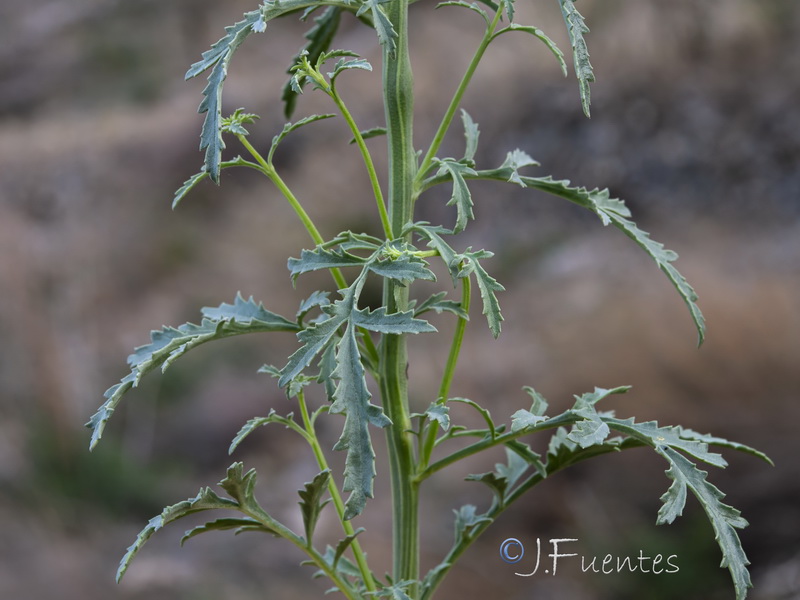 Scrophularia canina canina.09