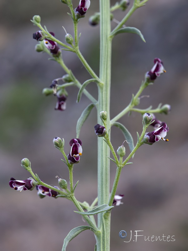 Scrophularia canina canina.11