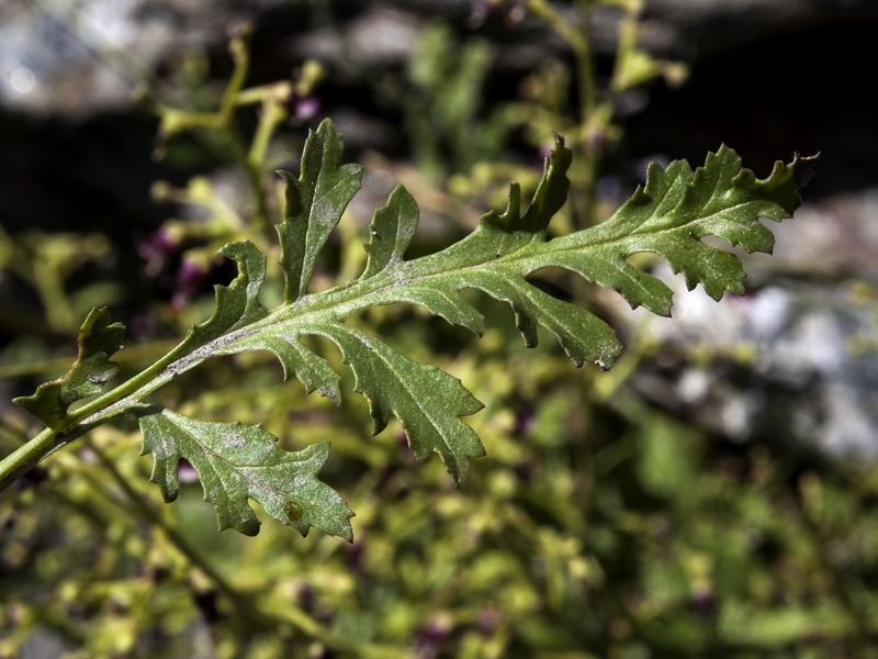 Scrophularia crithmifolia.04