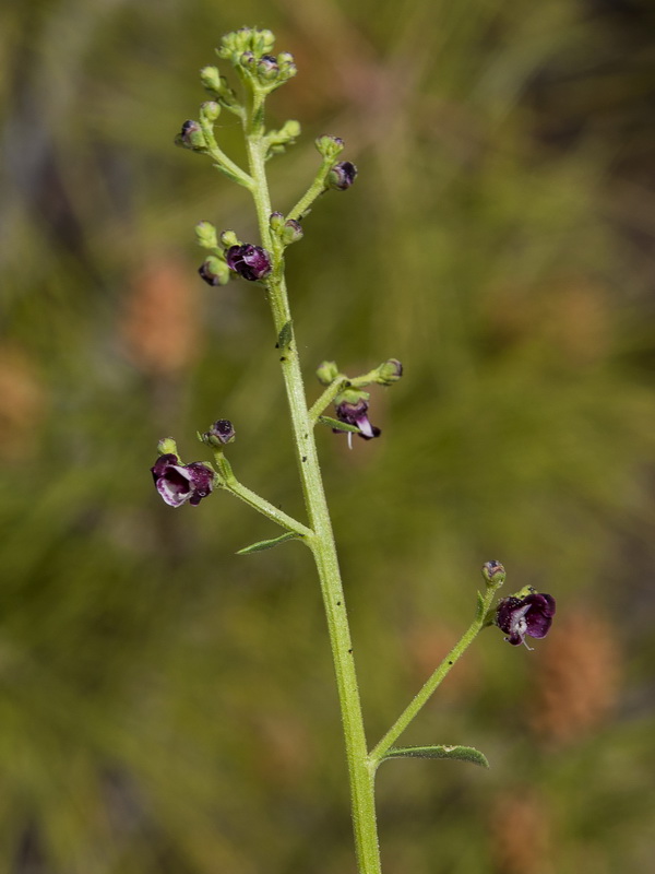 Scrophularia crithmifolia.05