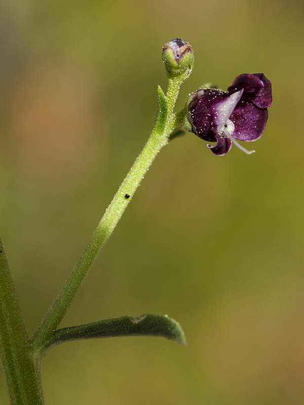 Scrophularia crithmifolia.07
