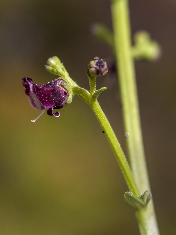 Scrophularia crithmifolia.08