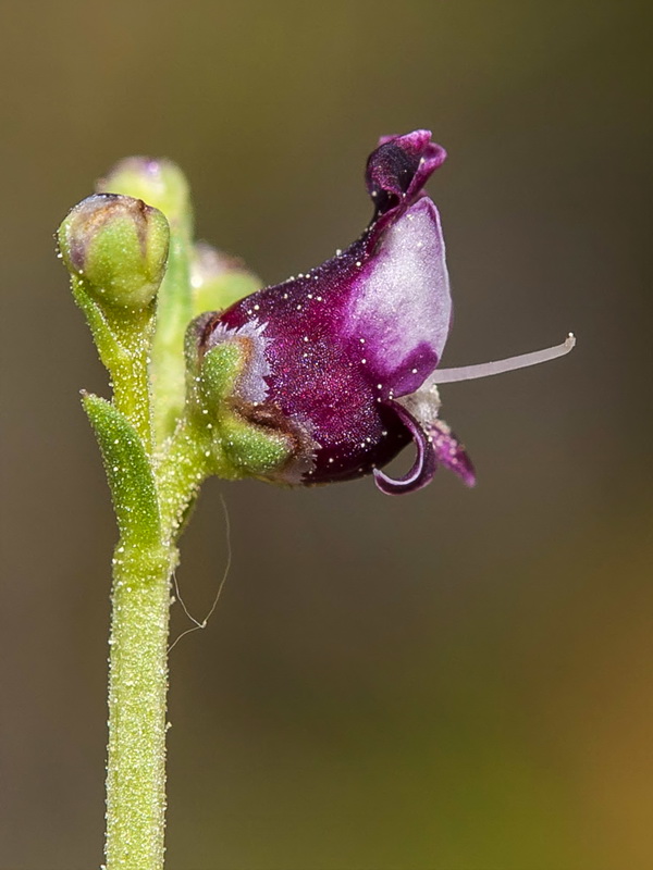 Scrophularia crithmifolia.09