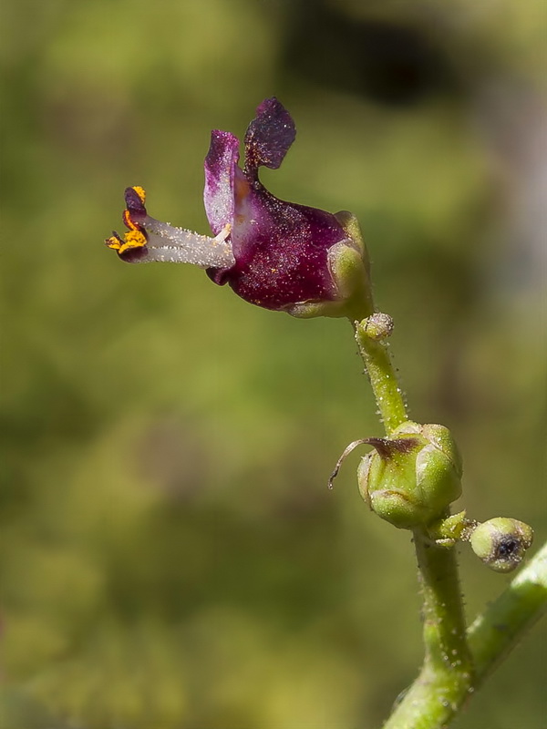 Scrophularia crithmifolia.10