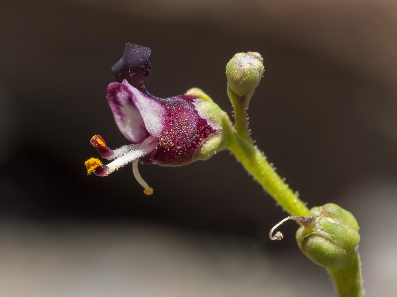 Scrophularia crithmifolia.11