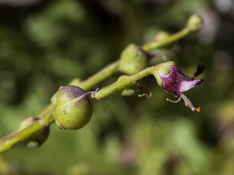 Scrophularia crithmifolia.15