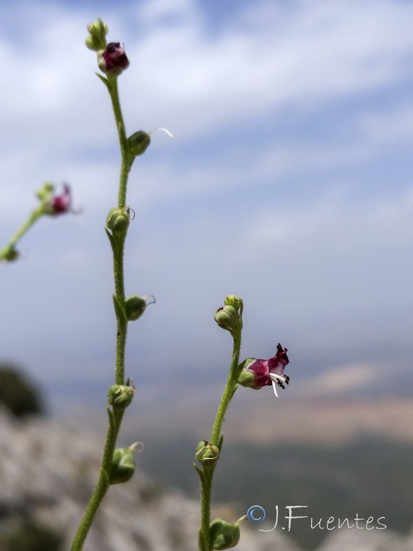 Scrophularia crithmifolia.22