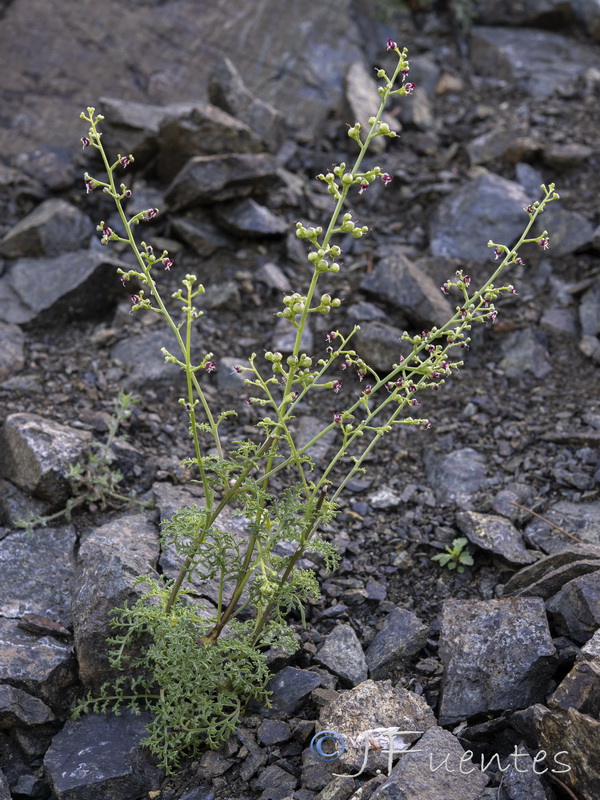Scrophularia crithmifolia.23