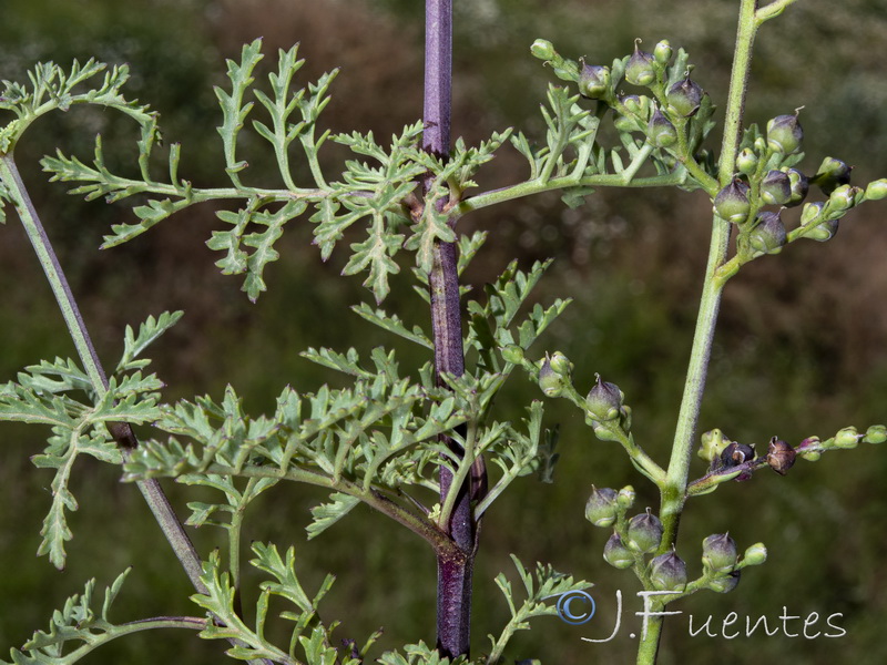 Scrophularia crithmifolia.25