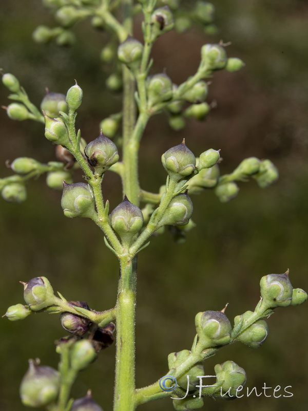 Scrophularia crithmifolia.16