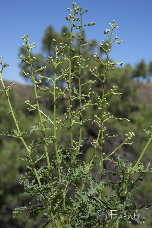 Scrophularia crithmifolia.28