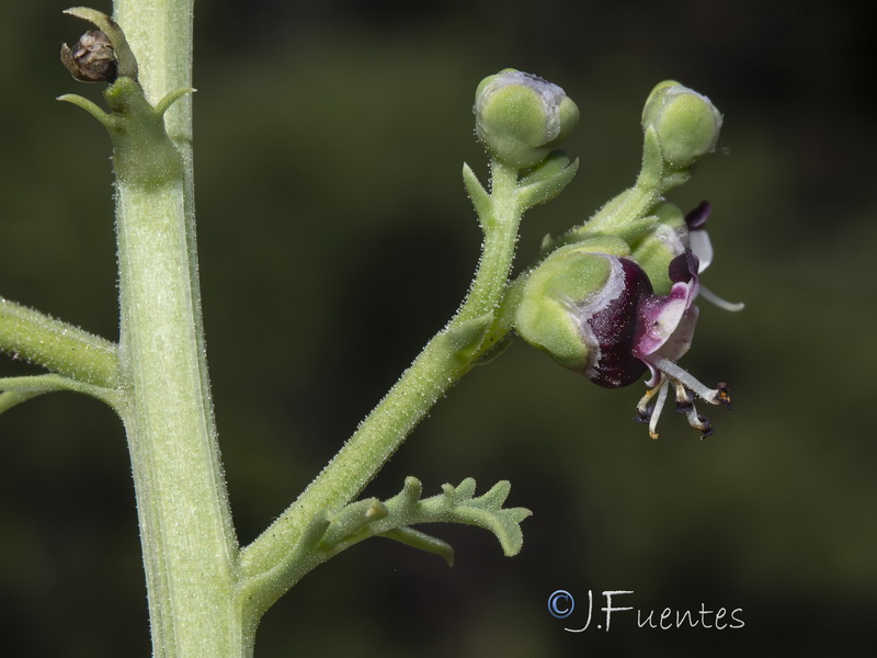 Scrophularia crithmifolia.11