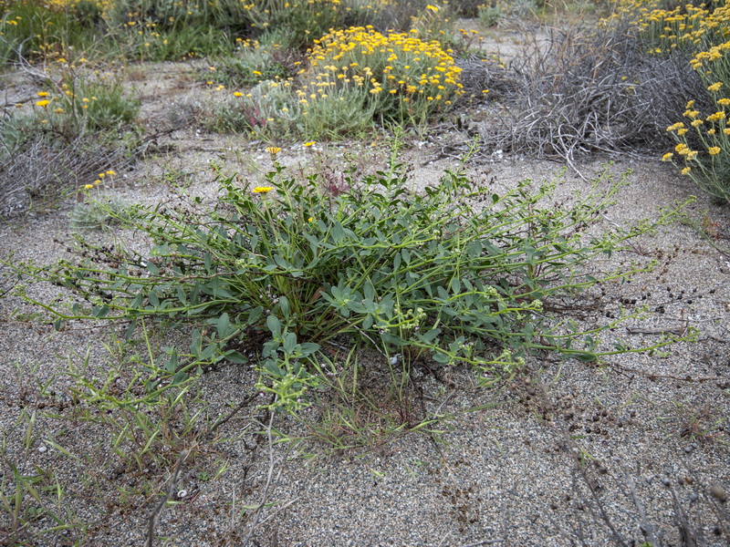 Scrophularia frutescens.01