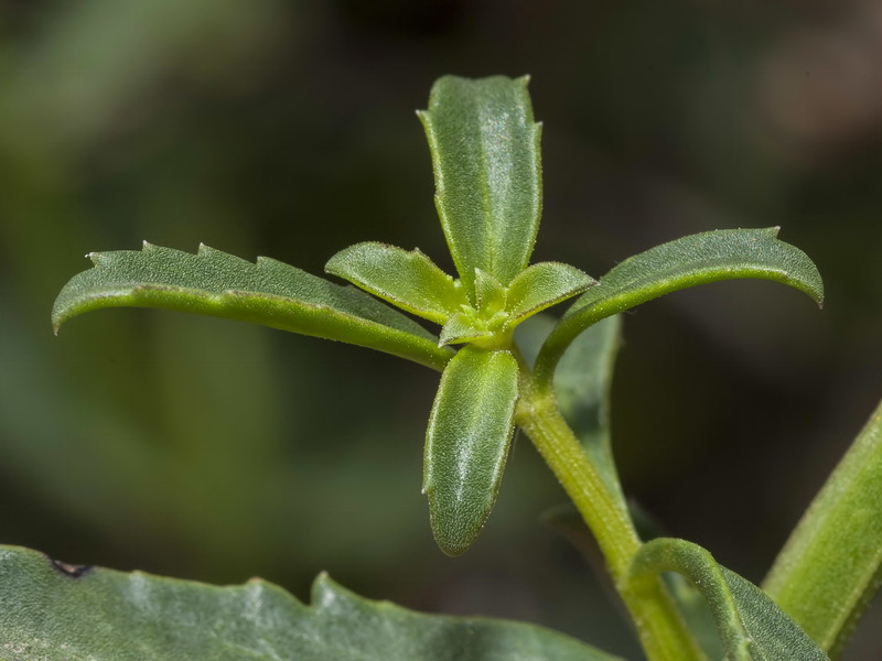 Scrophularia frutescens.02