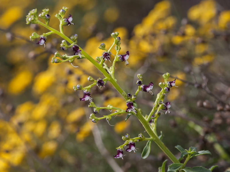 Scrophularia frutescens.03